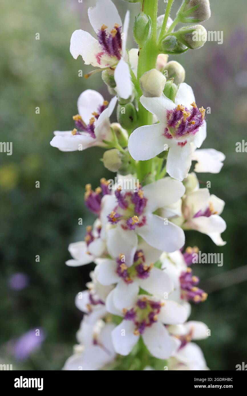 Verbascum chaixii ‘Album’ nettle-leaved mullein Album - loose flower spikes of white bowl-shaped flowers with fluffy purple stamens, July, England, UK Stock Photo