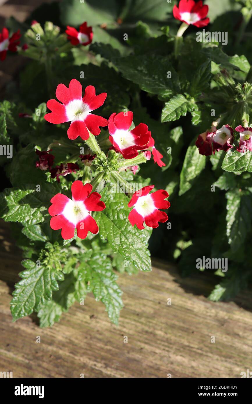 Verbena / Glandularia peruviana ‘Obsession Red White Eye’ Peruvian mock vervain Obsession Red White Eye – spherical clusters of red salver-shaped Stock Photo