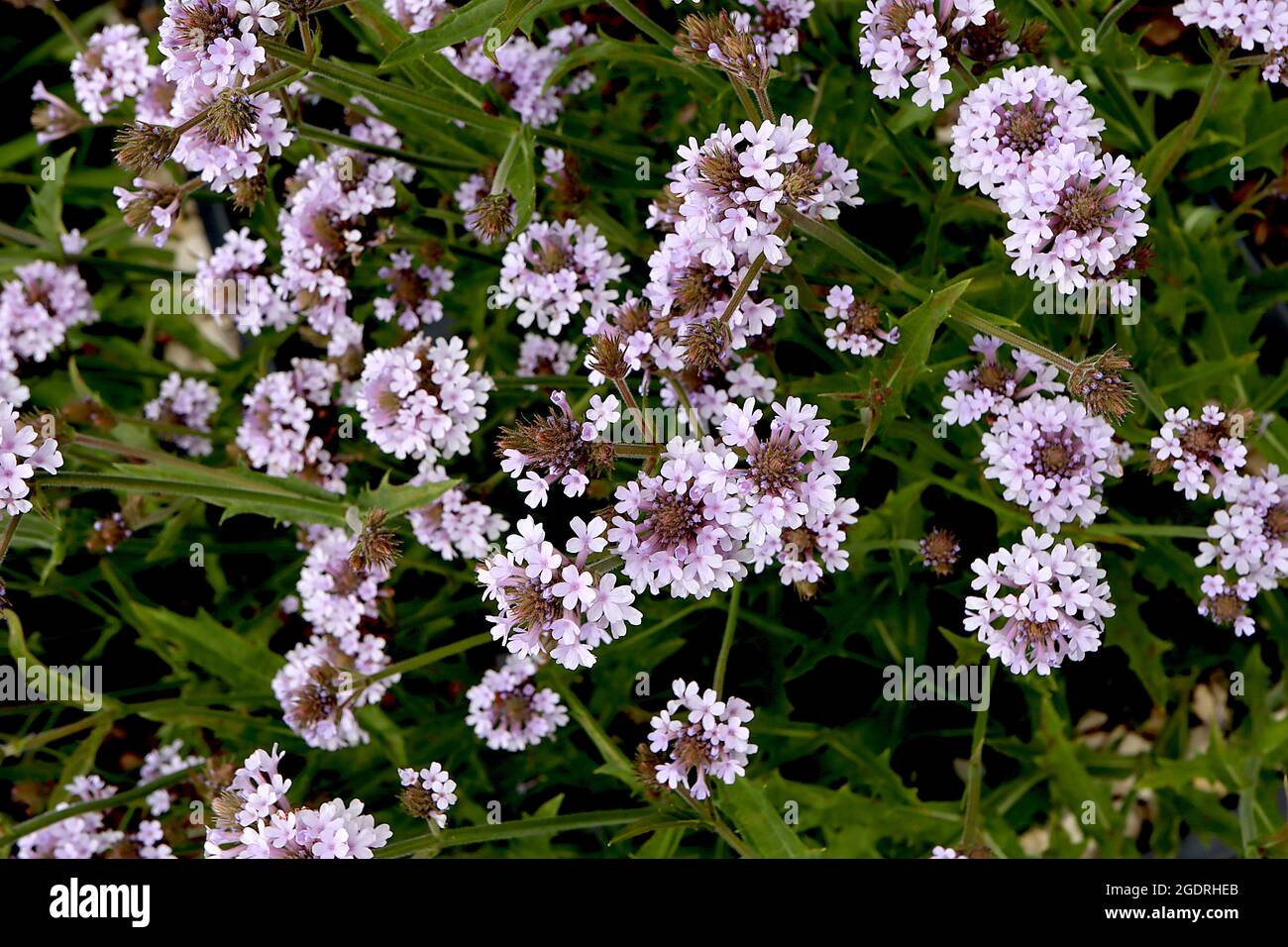 Verbena rigida f. lilacina ‘Polaris’  Verbena Polaris – small spherical clusters of lavender salver-shaped flowers and rigid spiny leaves, short stems Stock Photo