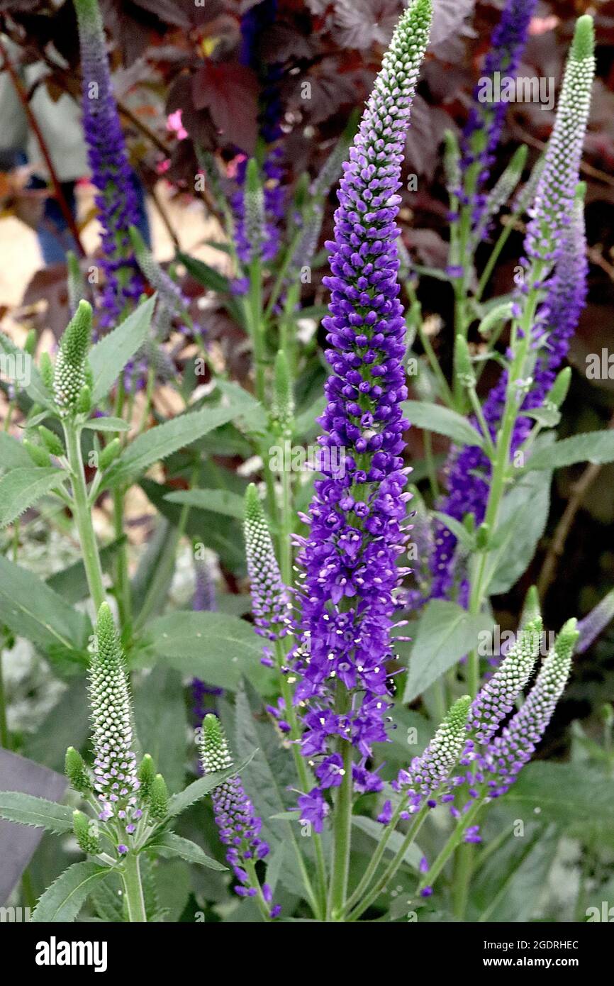 Veronica longifolia ‘Mariette’ garden speedwell Mariette – tall pointed racemes of densely packed dark purple flowers on tall stems,  July, England,UK Stock Photo