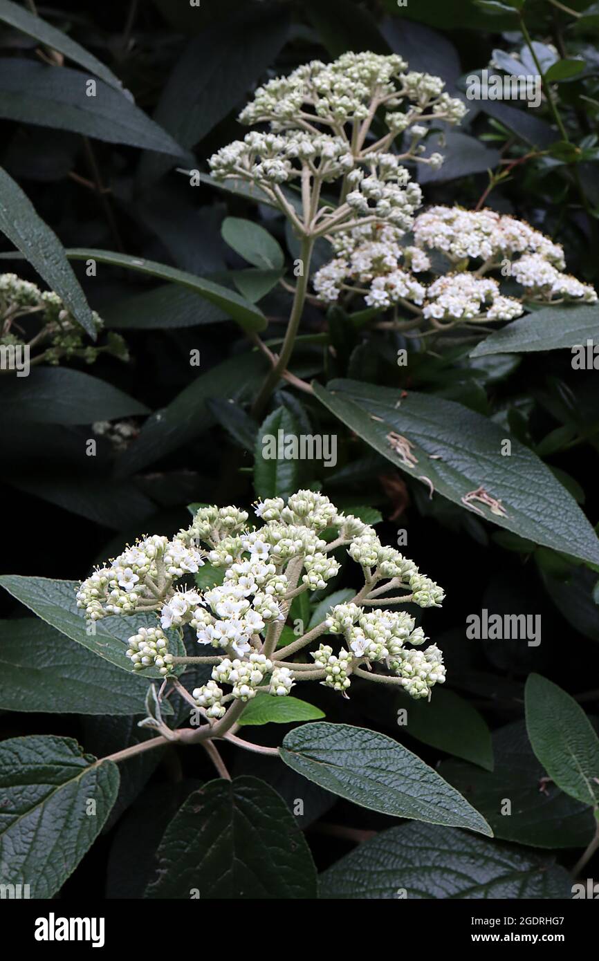 Viburnum x rhytidophylloides ‘Alleghany’ leatherleaf viburnum Alleghany
