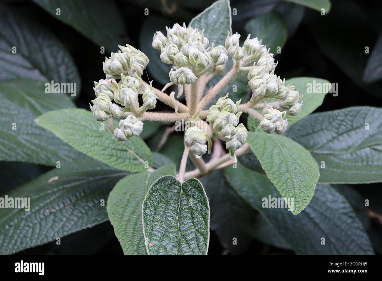 Viburnum x rhytidophylloides ‘Alleghany’ Viburnum Alleghany furry cream flower bud cluster and