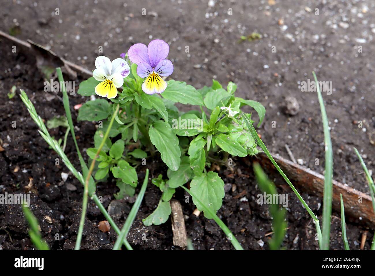 Viola arvensis field pansy tiny violet and white flowers with yellow