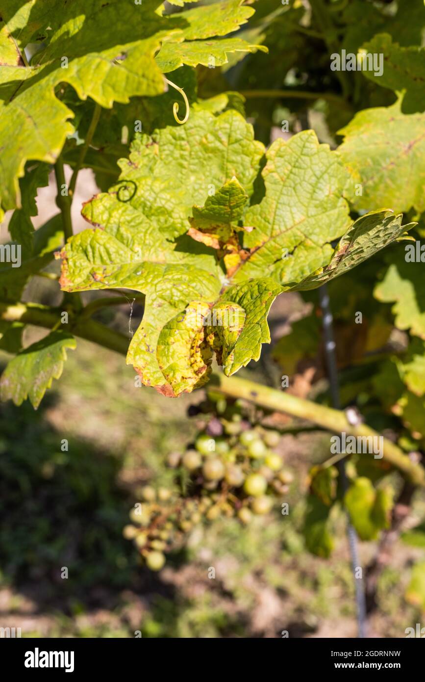 Auggen, Germany. 12th Aug, 2021. Leaves and grapes damaged by the so-called downy mildew (peronospora) are hanging on a vine. The vintners in the southwest expect a smaller harvest in 2021; according to the association, they are worried about the fungal infestation, among other things. Regionally, harvest losses of up to 40 percent are expected. Credit: Philipp von Ditfurth/dpa/Alamy Live News Stock Photo