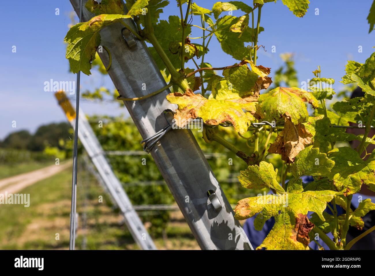 Auggen, Germany. 12th Aug, 2021. Leaves damaged by the so-called downy mildew (peronospora) are hanging on a vine. The vintners in the southwest expect a smaller harvest in 2021, according to the association, they are worried about the fungal infestation. Regionally, harvest losses of up to 40 percent are expected. Credit: Philipp von Ditfurth/dpa/Alamy Live News Stock Photo