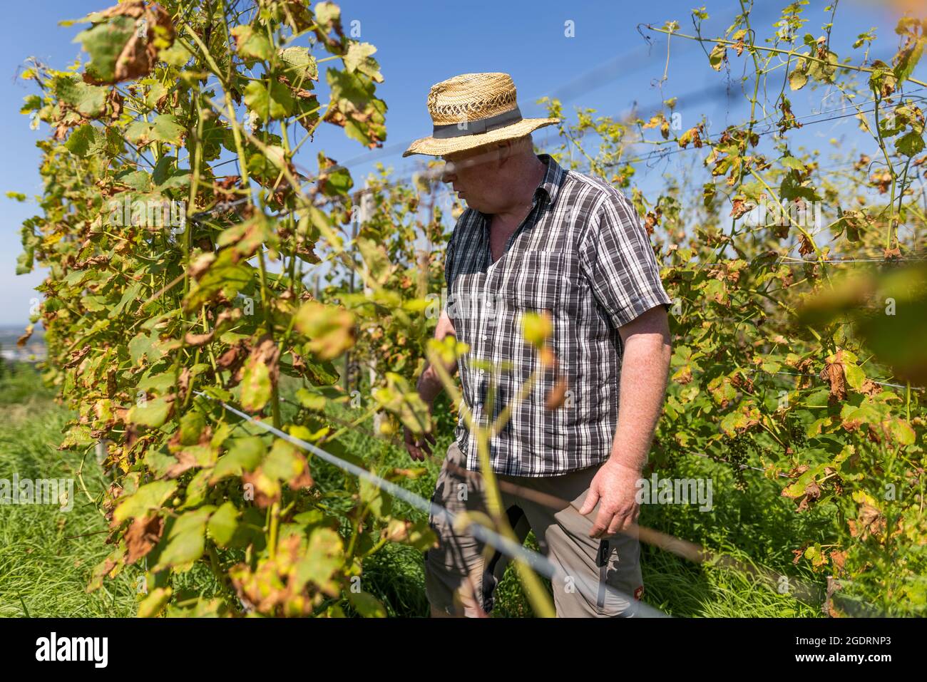 Auggen, Germany. 12th Aug, 2021. Jürgen Gugelmeier, chairman of the board of the Winzerkeller Auggener Schäf wine cooperative, inspects leaves and grapes damaged by the so-called downy mildew (peronospora) in a particularly heavily infested vineyard. The owner of the vines (not in the picture) had made a mistake in plant protection. The vintners in the southwest expect a smaller harvest in 2021. According to the association, they are worried about the fungal infestation, among other things. Regionally, harvest losses of up to 40 percent are expected. Credit: Philipp von/dpa/Alamy Live News Stock Photo