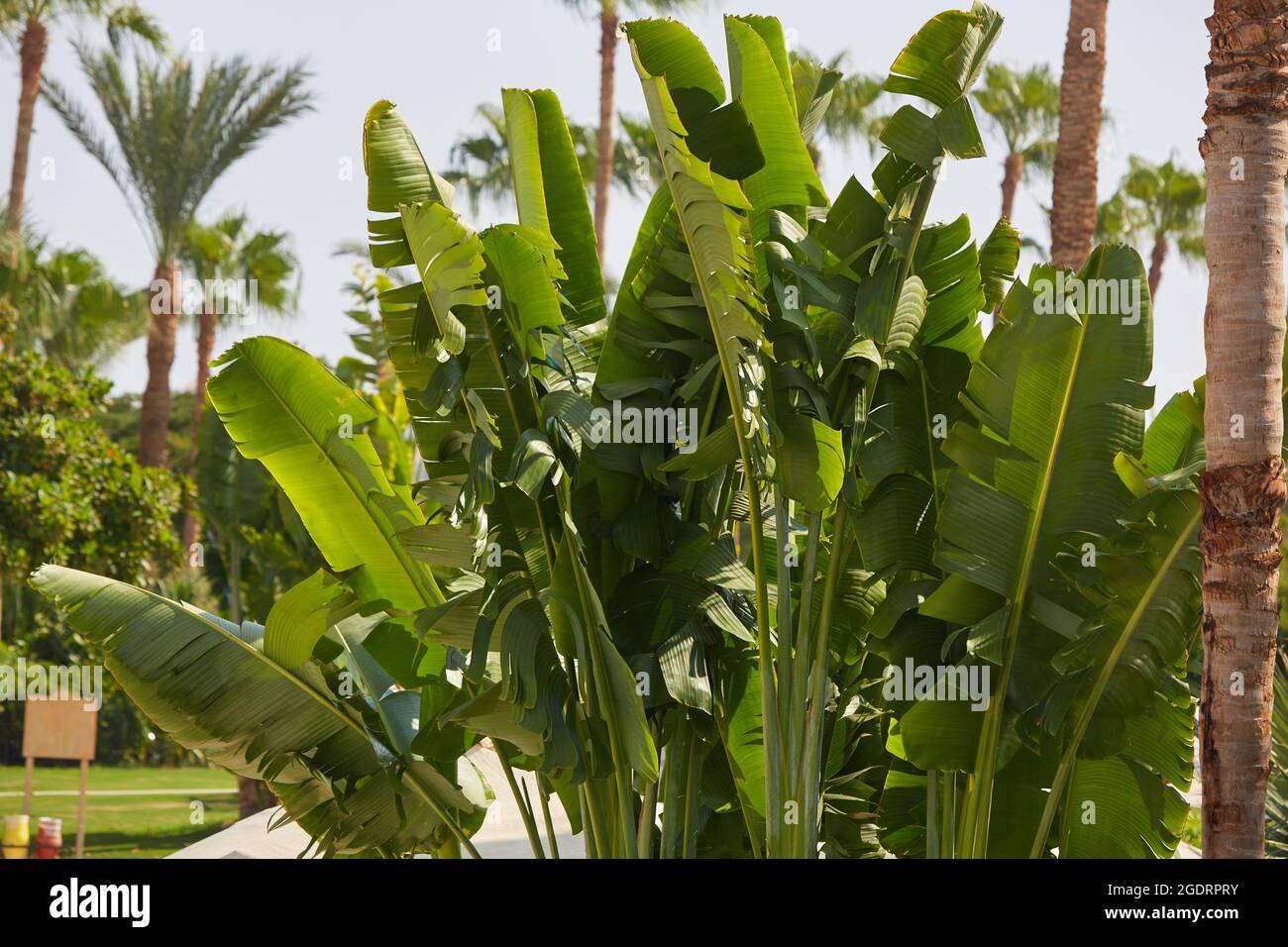 Abaca and palms. Banana textile Palm trees on the coast of the Sinai Peninsula. Date palm and abaca in Egypt. Stock Photo