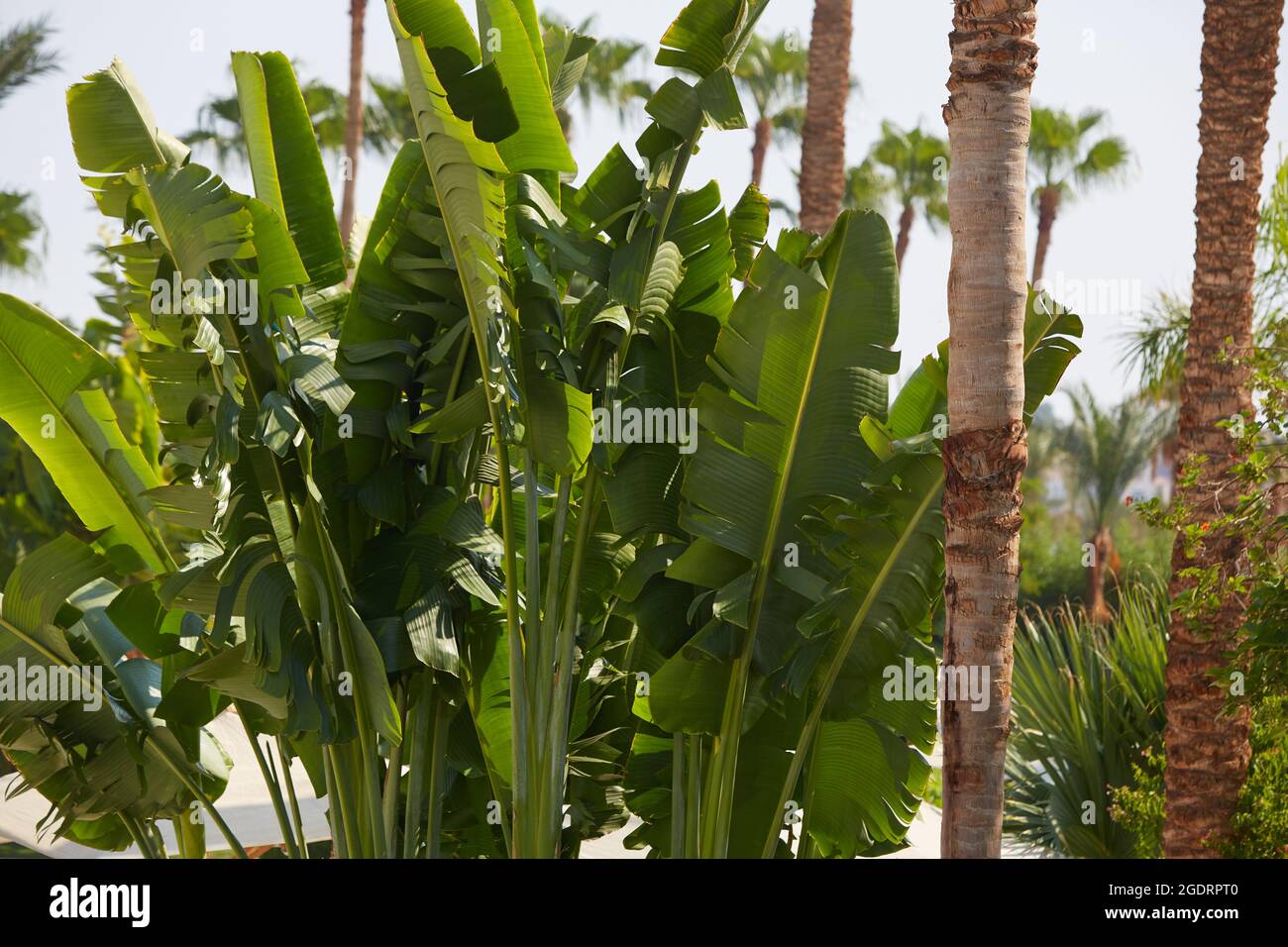 Abaca and palms. Banana textile Palm trees on the coast of the Sinai