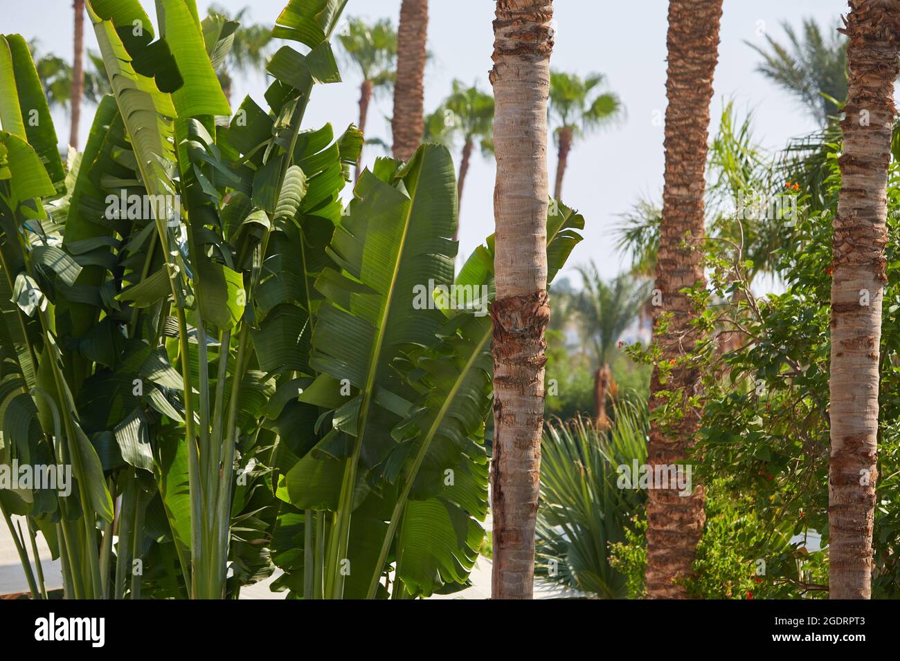 Abaca and palms. Banana textile Palm trees on the coast of the Sinai