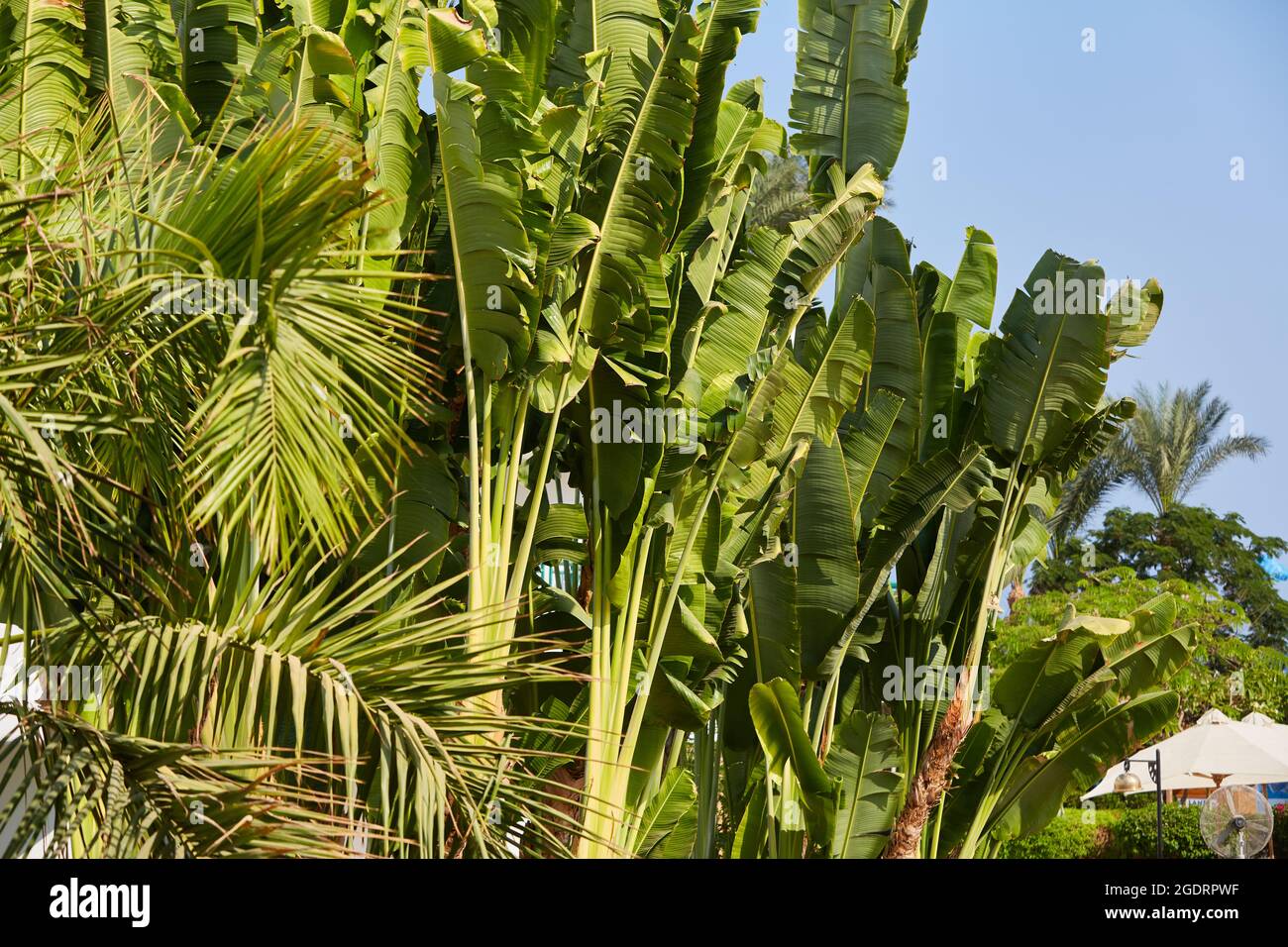 Abaca and palms. Banana textile Palm trees on the coast of the Sinai Peninsula. Date palm and abaca in Egypt. Stock Photo