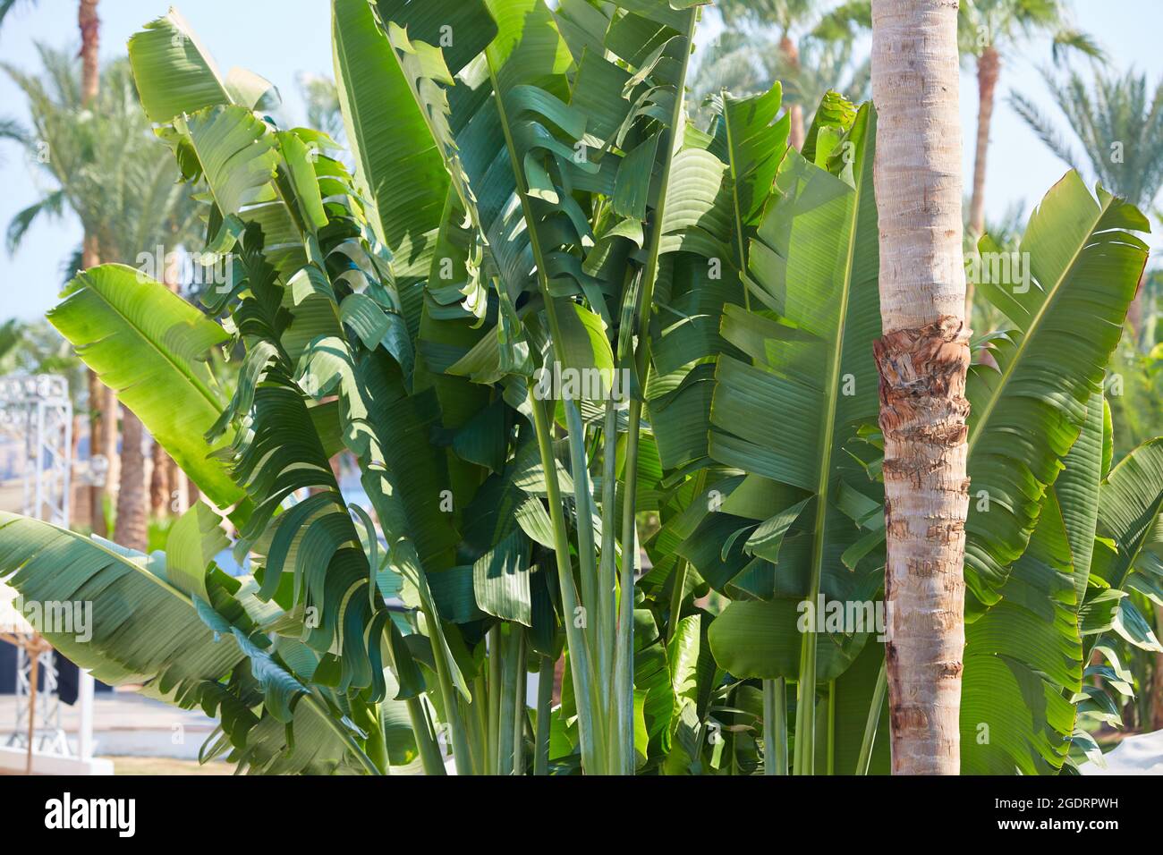 Abaca hires stock photography and images Alamy