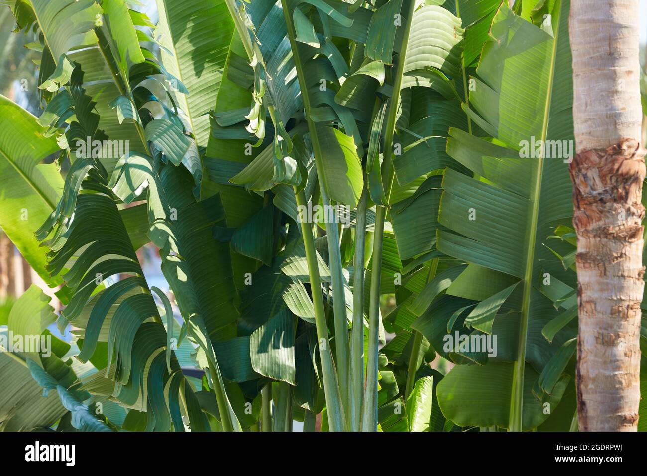 Abaca plant leaf hires stock photography and images Alamy