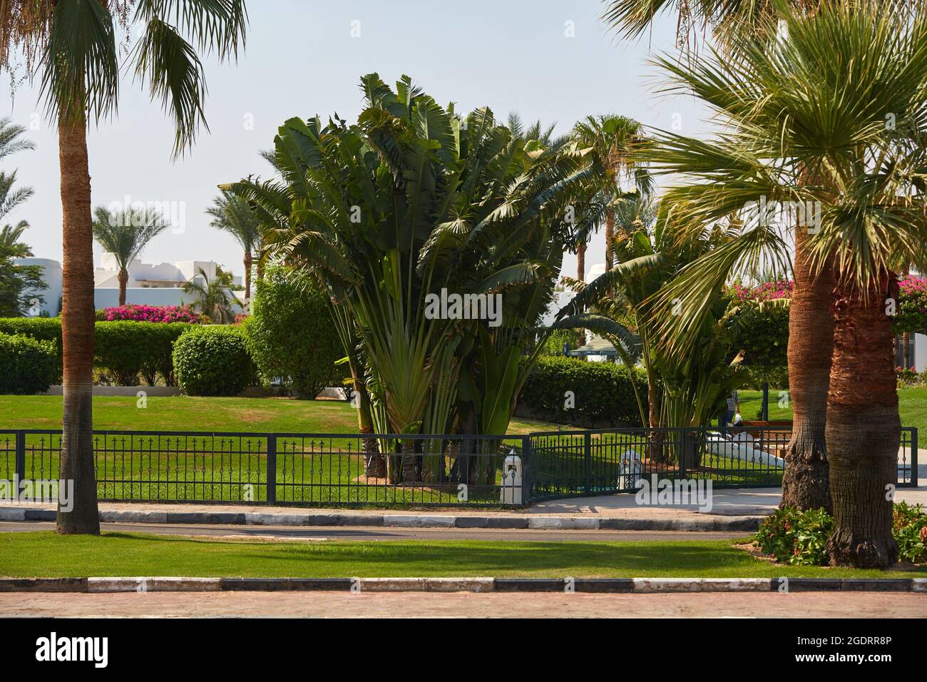 Typical street in the resort part of the Sinai Peninsula Egypt. Street with palm trees Sharm El Sheikh Egypt Stock Photo