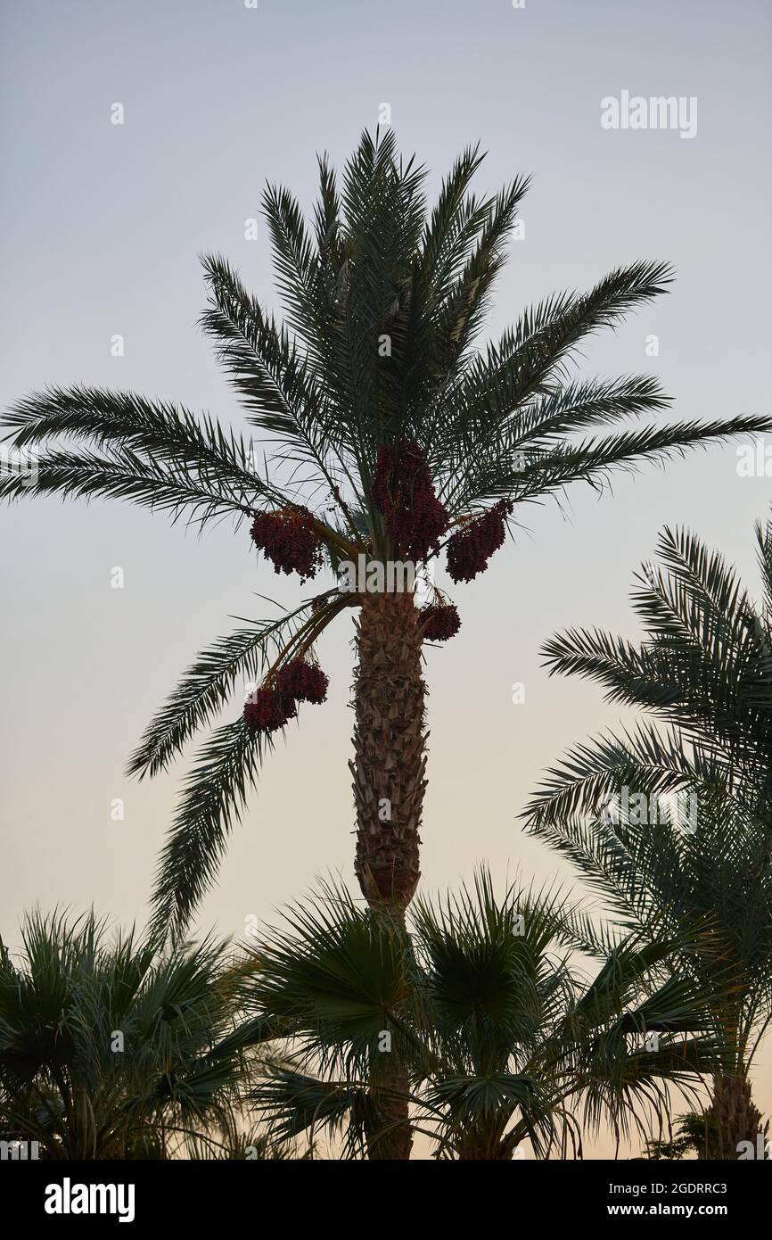 Date palms. Palm trees on the coast of the Sinai Peninsula. Date palm