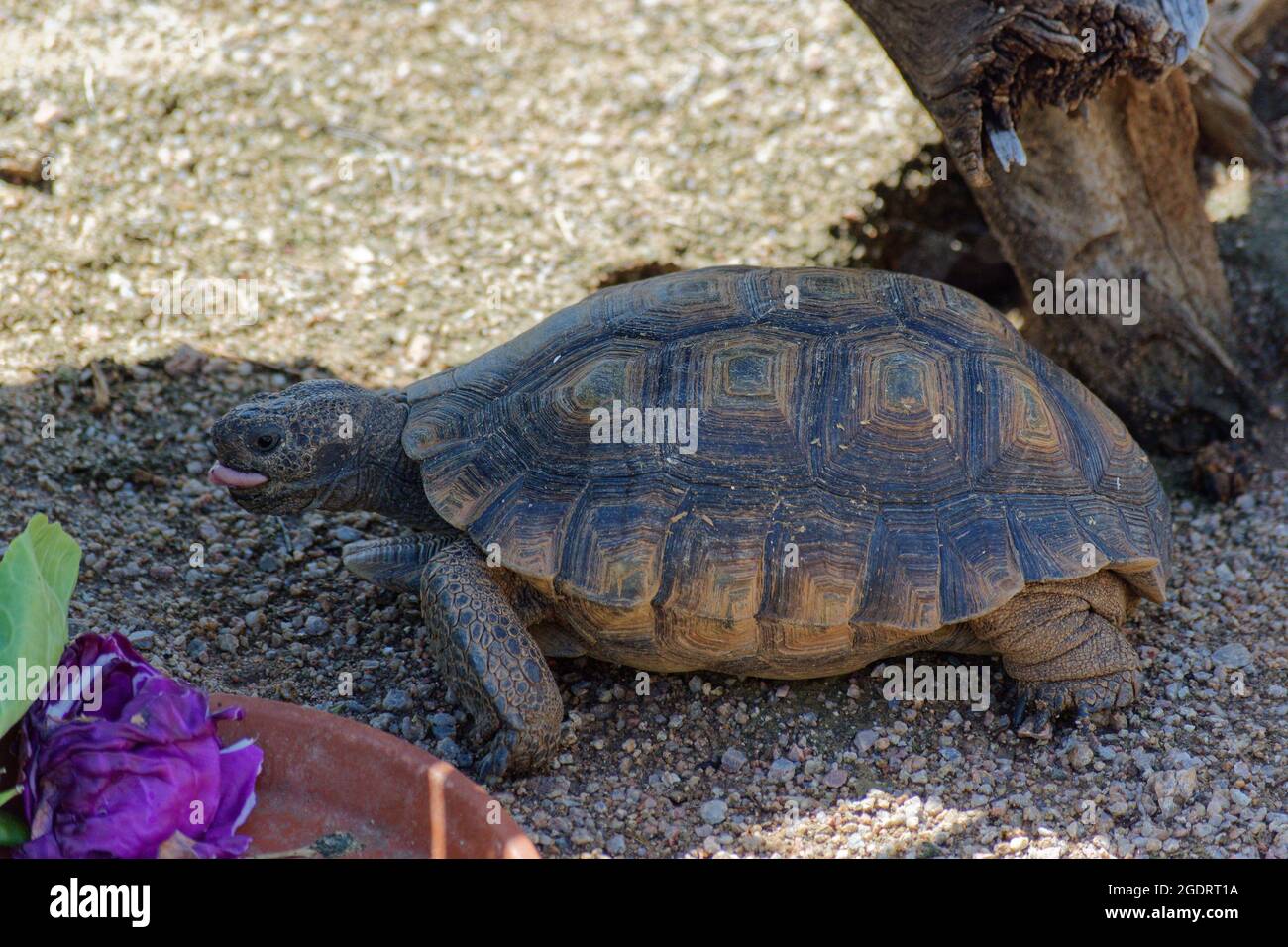 Desert Tortoise Walking in the Desert and Searching for Food Stock