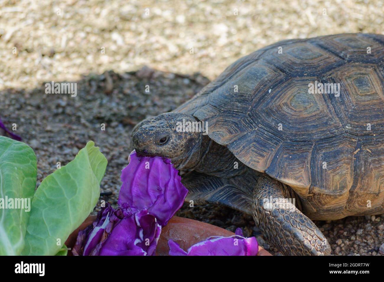Endangered desert tortoise hires stock photography and images Alamy