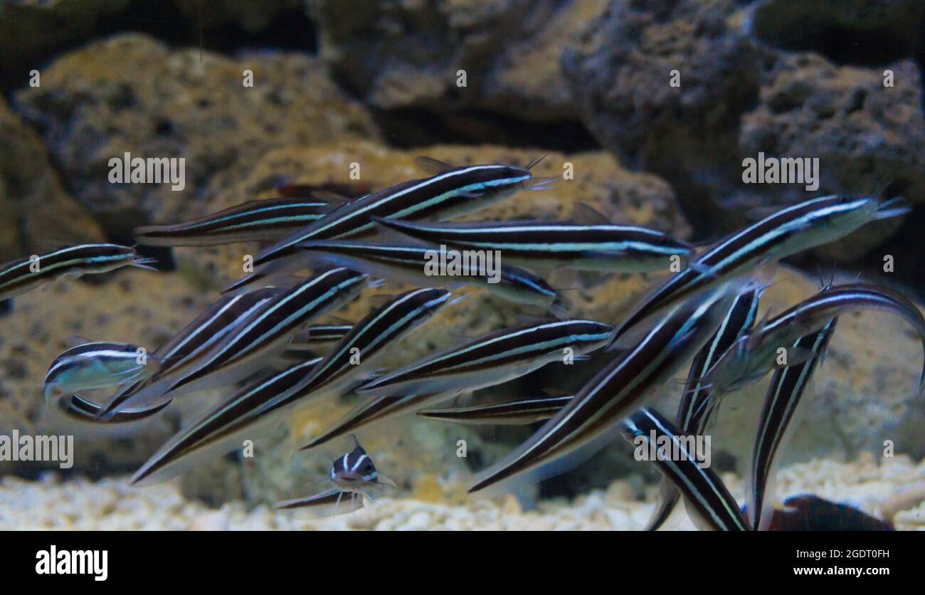 Group of salt water cleaner fish Stock Photo