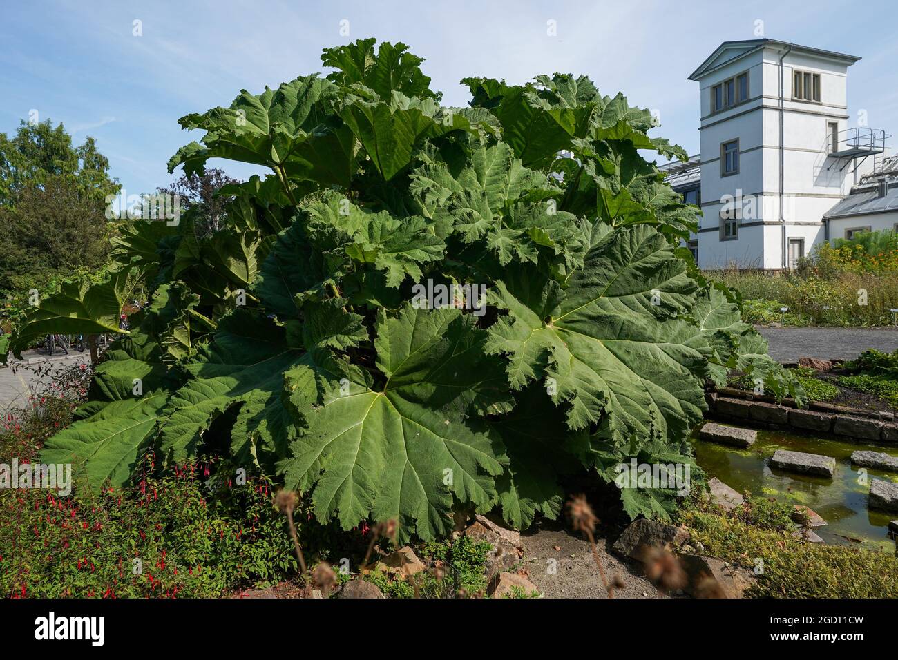 Leipzig, Germany. 12th Aug, 2021. The ornamental plant mammoth leaf (Gunnera manicata) stands in the entrance area of the Botanic Garden in Leipzig. From Sunday 15 August, visitors to the Leipzig Botanic Garden can now get to know particularly memorable plants with unusual properties on a curiosity trail. Credit: Peter Endig/dpa-Zentralbild/ZB/dpa/Alamy Live News Stock Photo