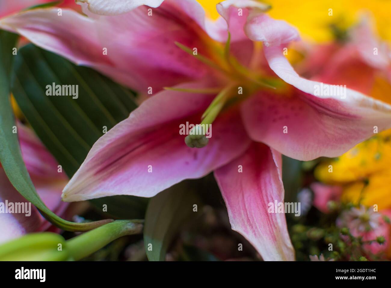 Fresh Pink lilies Stock Photo