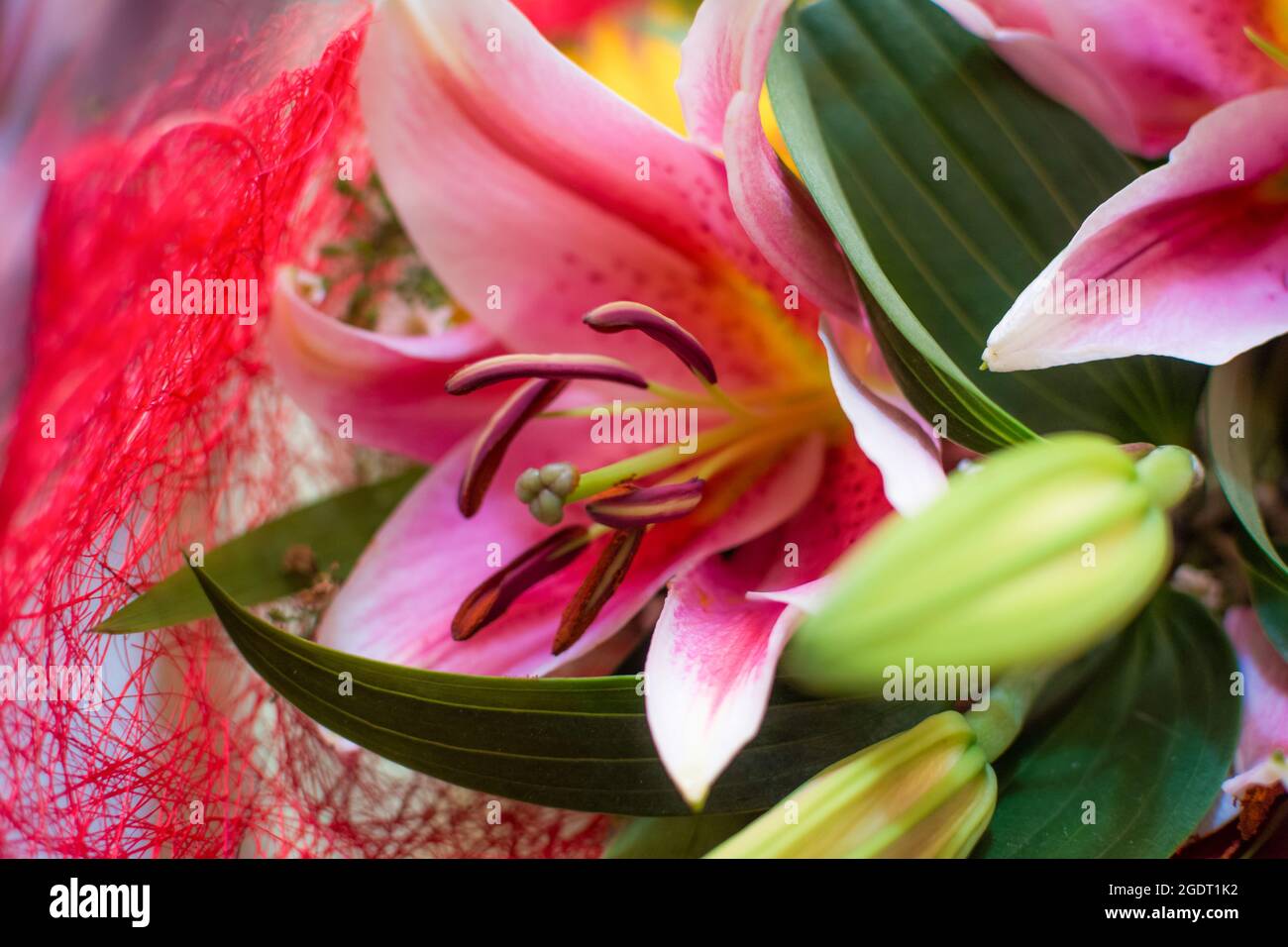 Fresh Pink lilies Stock Photo