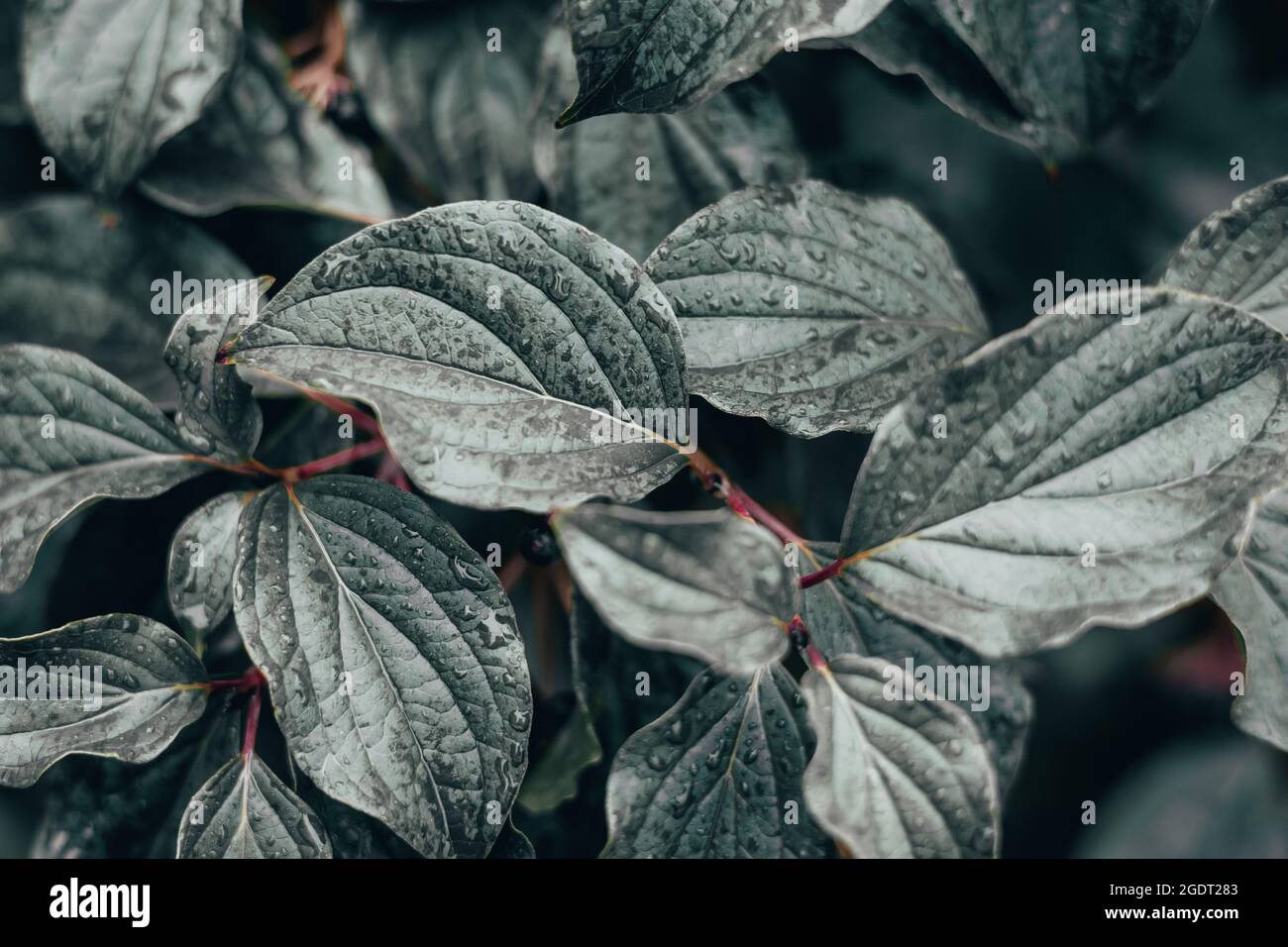 Background of dark green leaves. water drops Stock Photo
