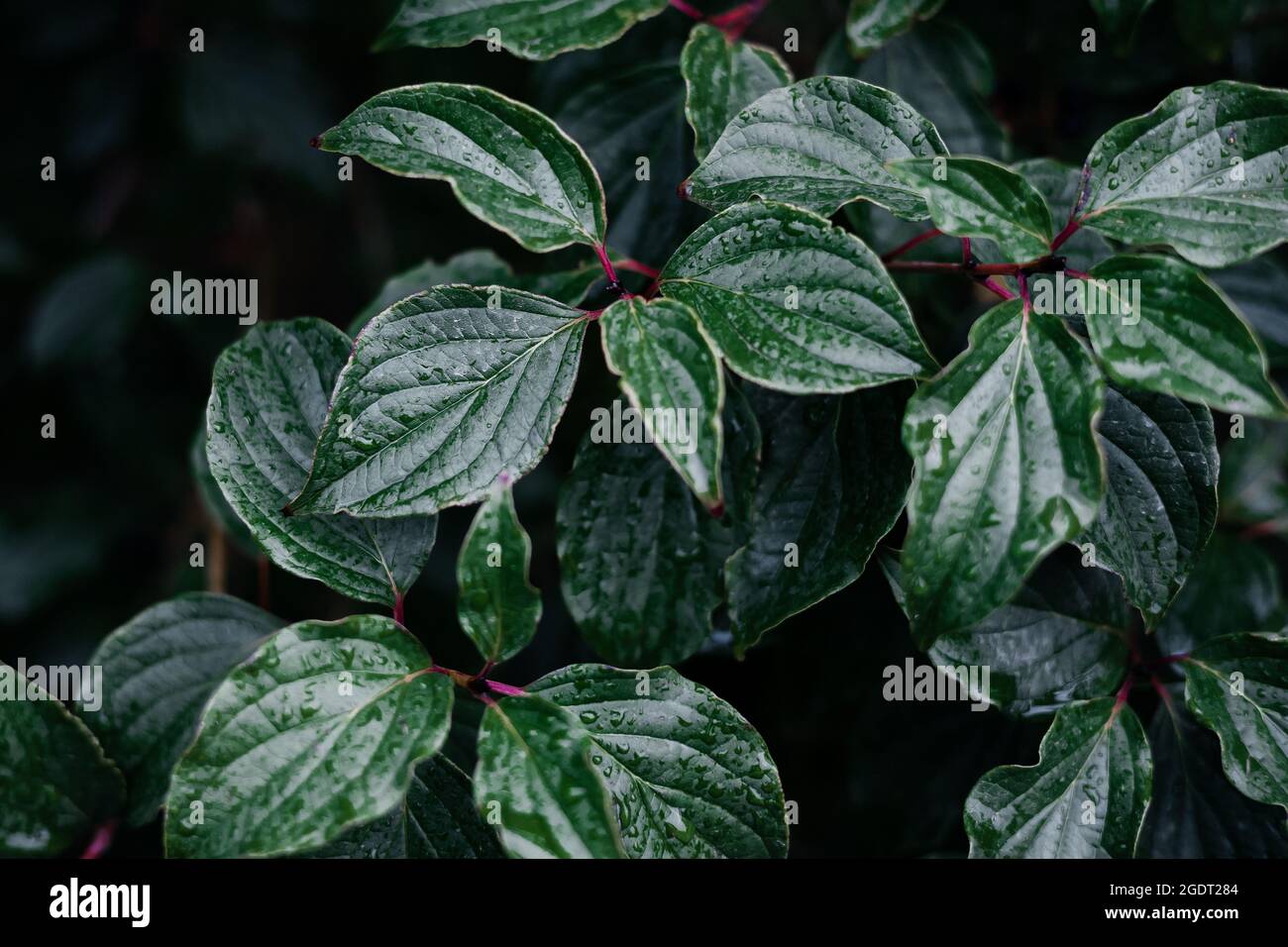 Background of dark green leaves. water drops after rain Stock Photo
