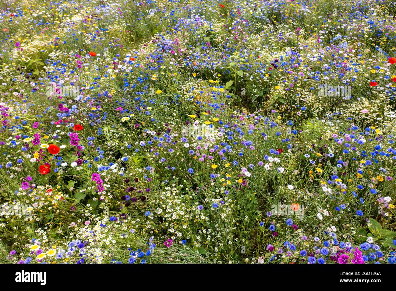 The Netherlands, Warffum, Wild flowers for soil enrichment Stock Photo