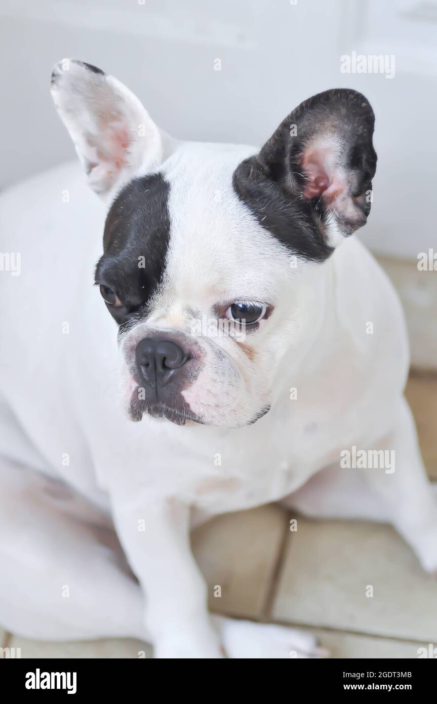 dog, French bulldog or spotted French bulldog on the floor Stock Photo ...