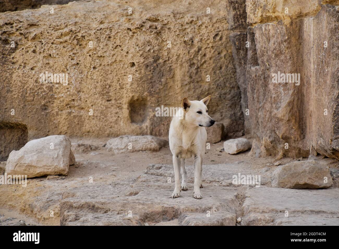 A stray dog at the Giza pyramids, Cairo, Egypt Stock Photo