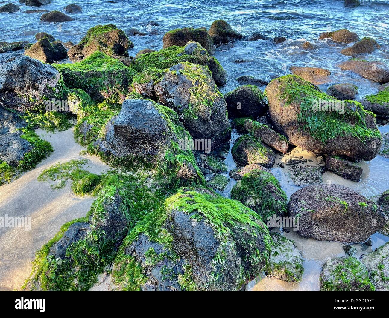Green moss ocean shore hires stock photography and images Alamy