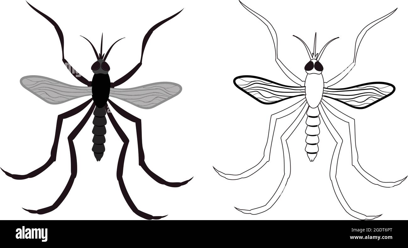 Realistic Illustration of Mosquito or Little Fly. Isolated on White Background. Insects Bugs Worms Pest and Flies. Stock Vector