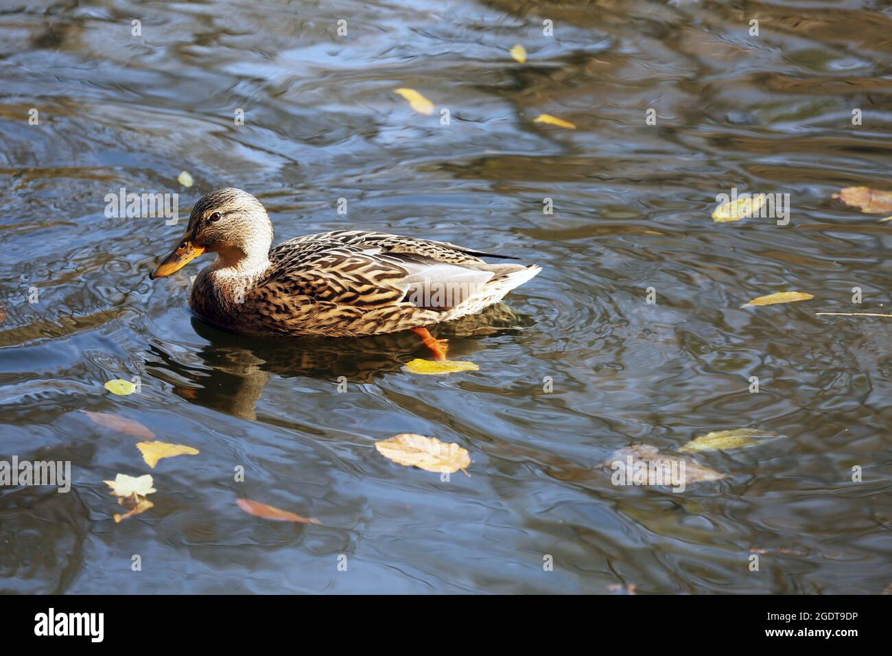 Duck swimming in water Stock Photo Alamy