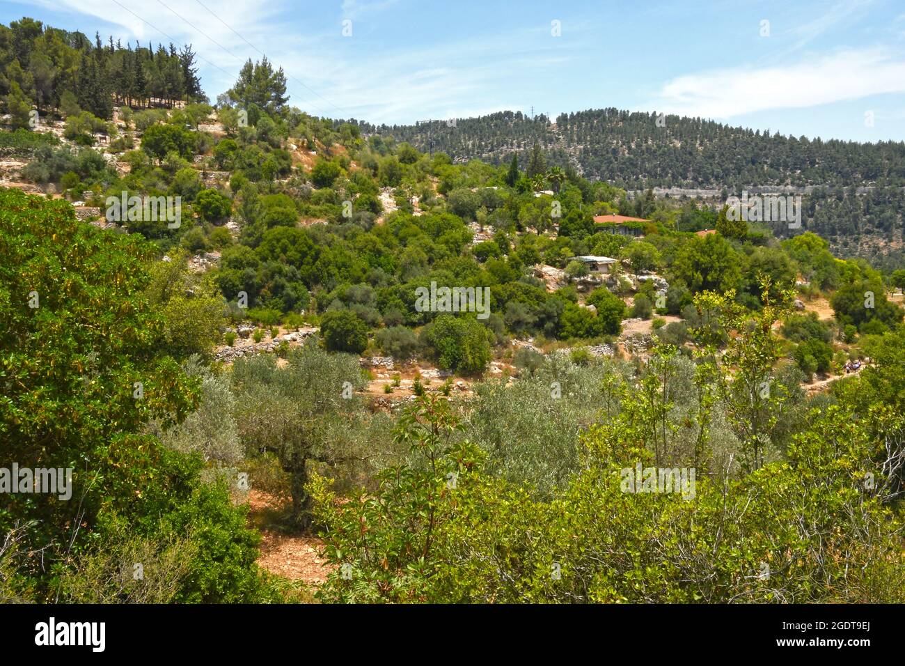 Jerusalem mountains and forests. Israel Stock Photo