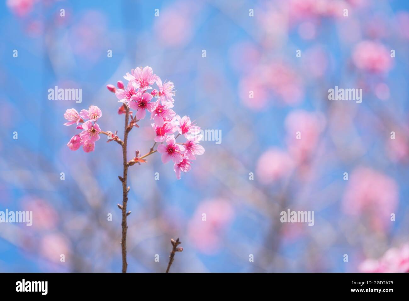 Pink Wild Himalayan Cherry blossom with clear blue sky Stock Photo