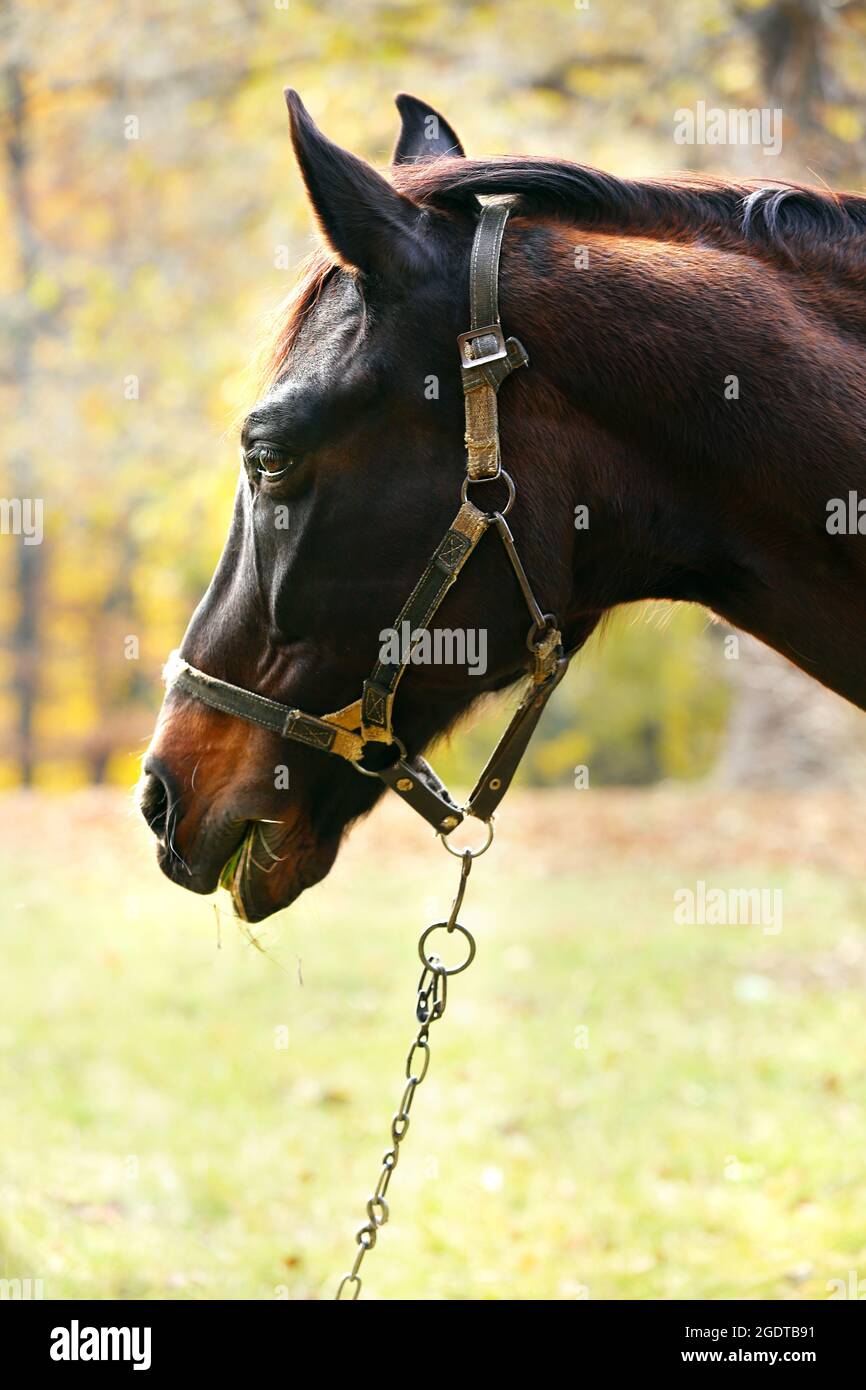 Beautiful brown horse in pasture Stock Photo - Alamy