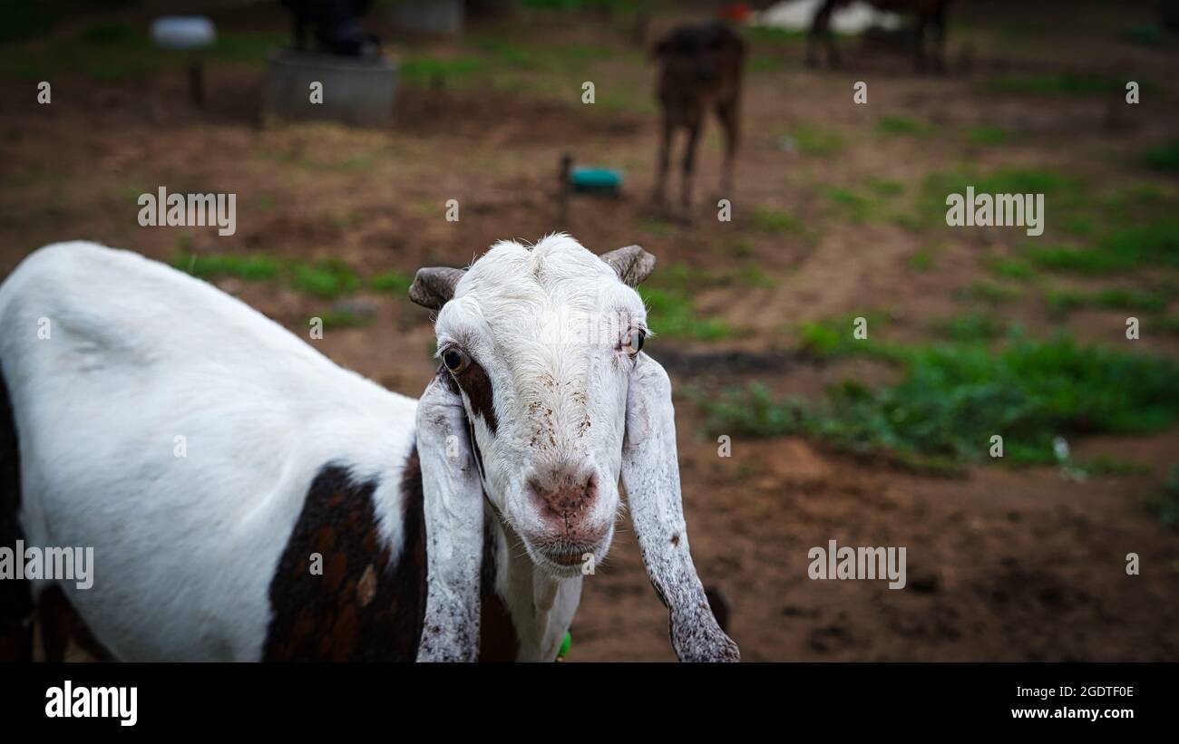 Frontal close up shot of head a white goat with herd background. Goat is looking in the camera face Stock Photo