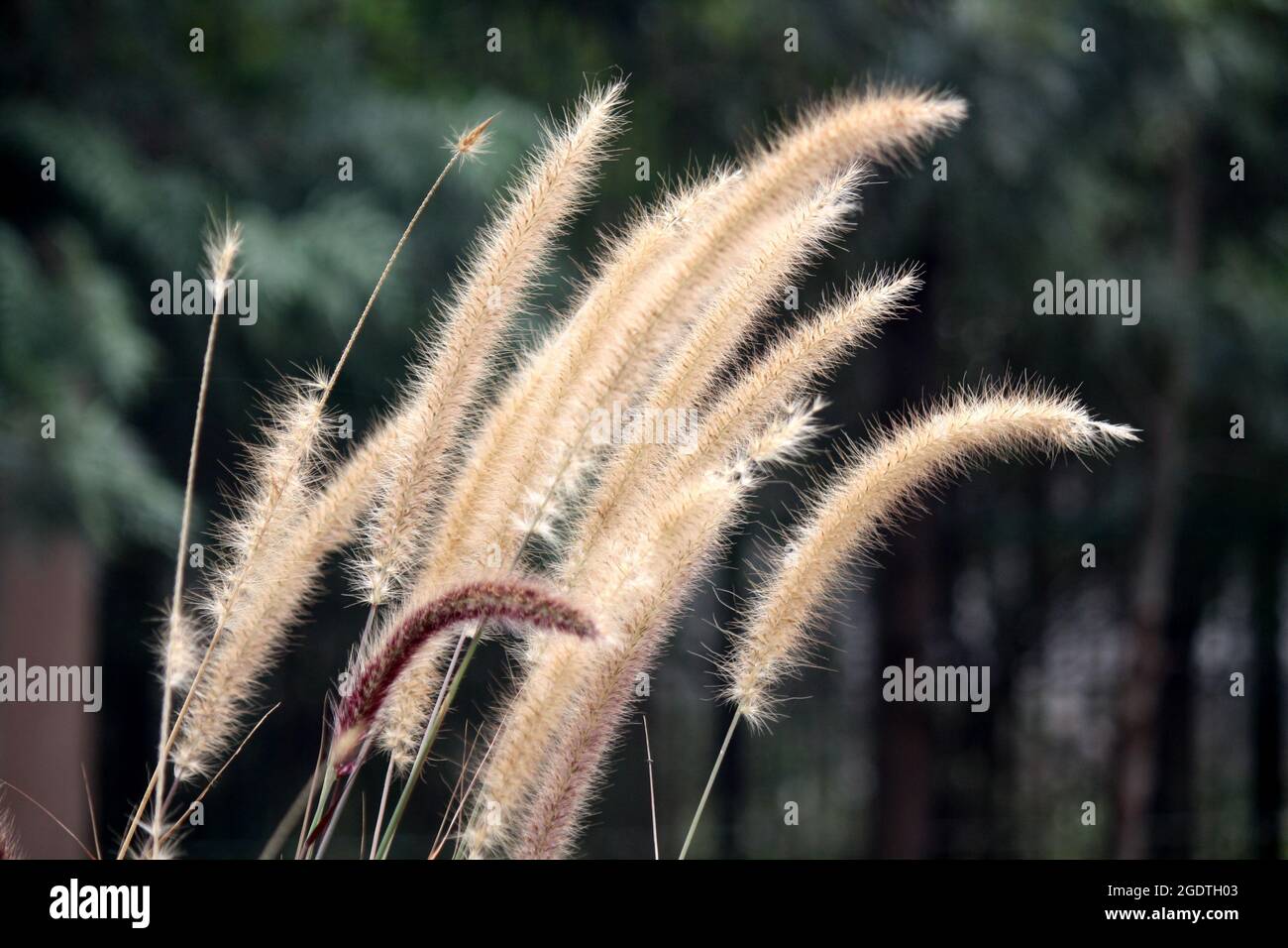 Inflorescence of Bristly foxtail grass (Setaria parviflora) Stock Photo