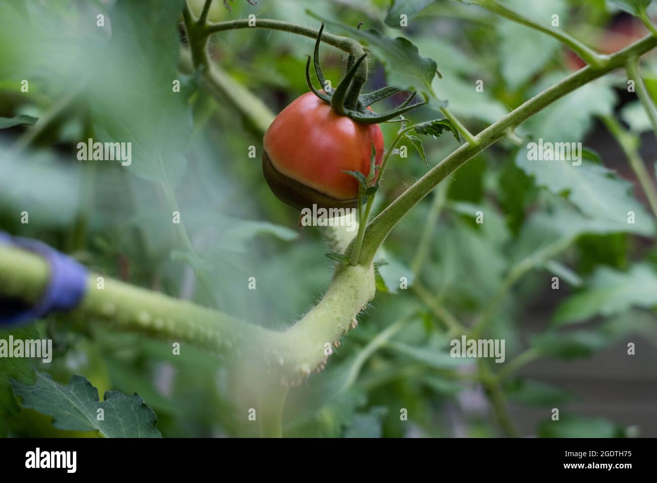 Blossom end rot symptoms on tomato fruit. Sick tomatoes. Non-infectious Vertex Rot. Stock Photo