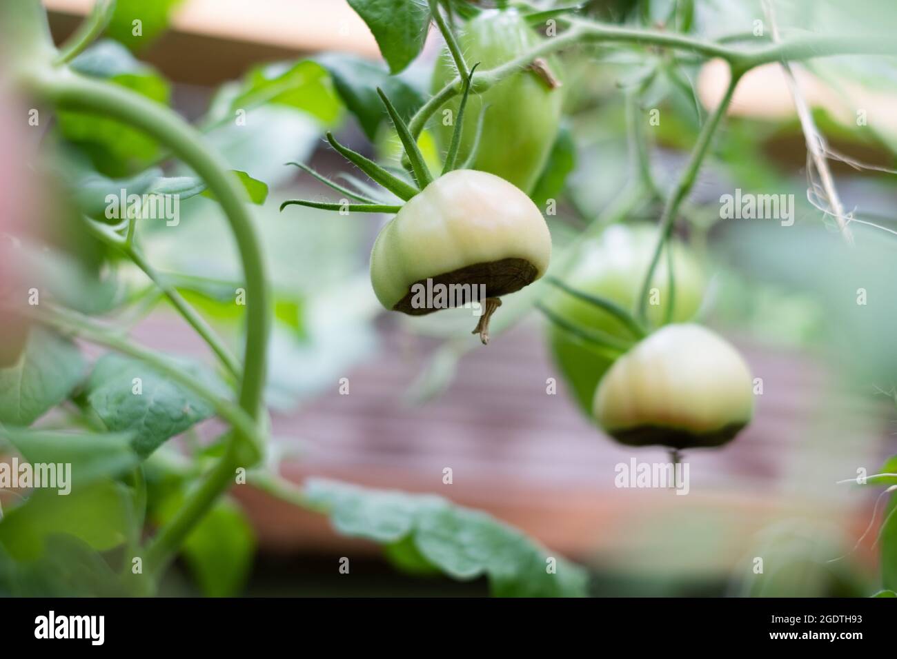 Blossom end rot symptoms on tomato fruit. Sick tomatoes. Non-infectious Vertex Rot. Stock Photo