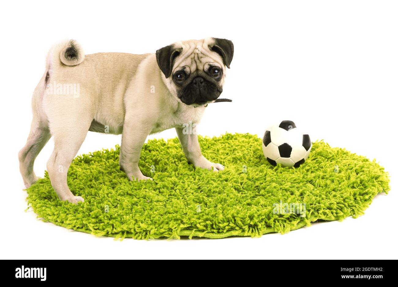 pug balls