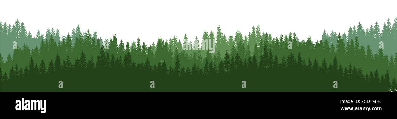 Pine forest. Silhouettes of coniferous trees. Wild landscape ...