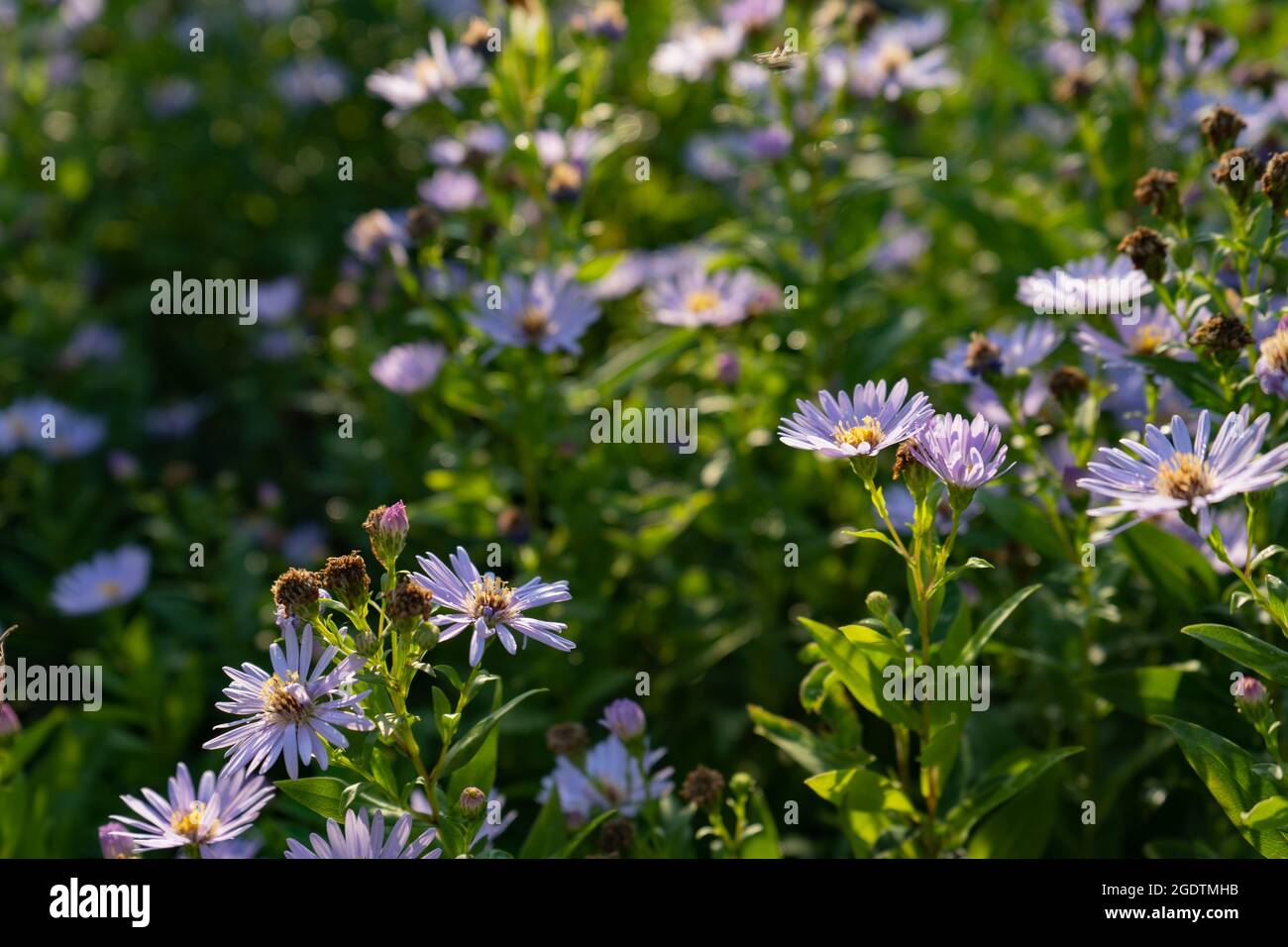 Real natural background: Flowers Aster Amellus on blooming garden floaded witn sunlight on sunset on a beautiful summer day Stock Photo