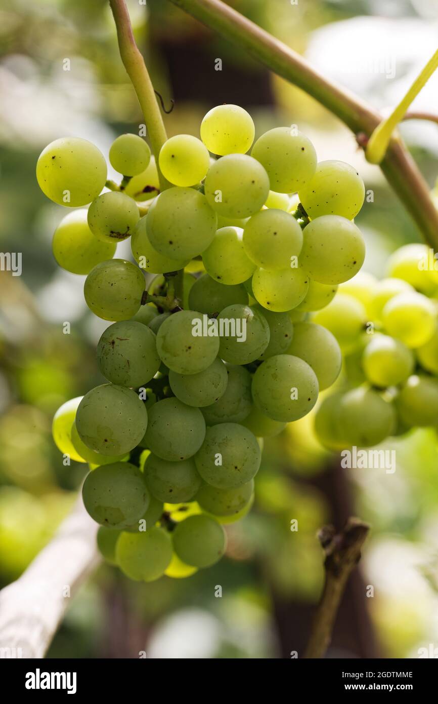 Ripe white wine grapes. Ripe grapes on vine growing at sunset time Stock Photo