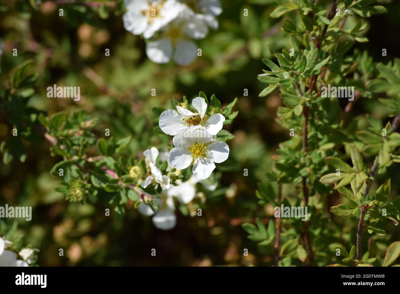 white Cinquefoil in green Space on large Parking lot Stock Photo