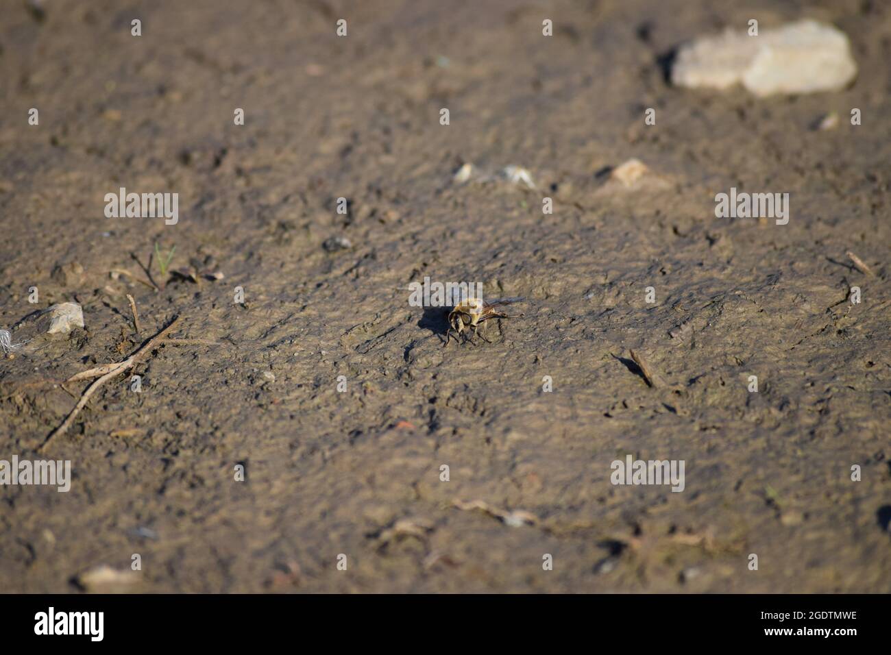 a Botfly on damp Ground Stock Photo