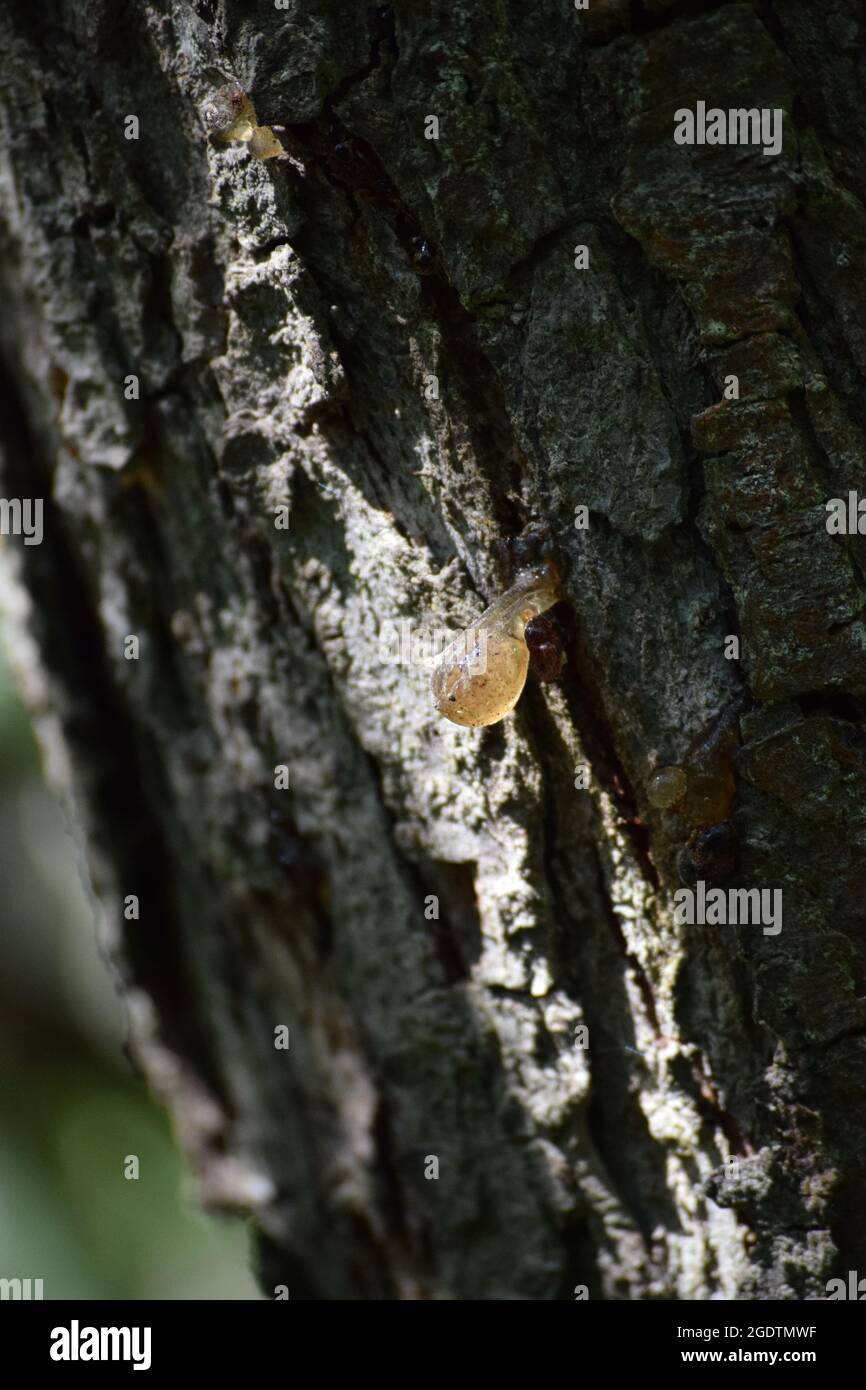 Tree sap leaking from a Tree Stock Photo Alamy