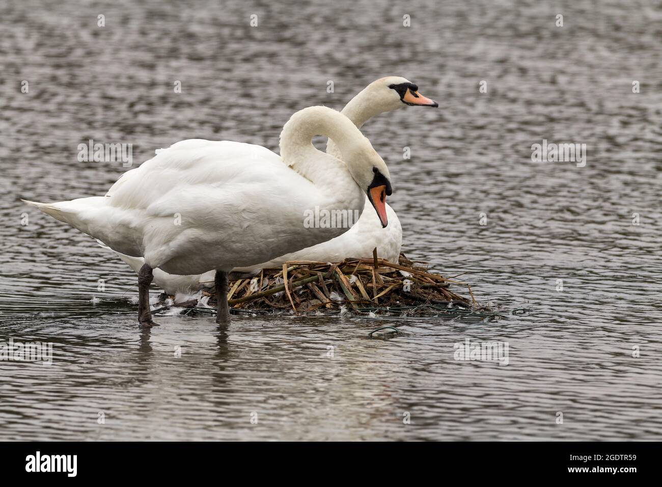 Mute swans Cygnus olor large white water birds long neck black legs and