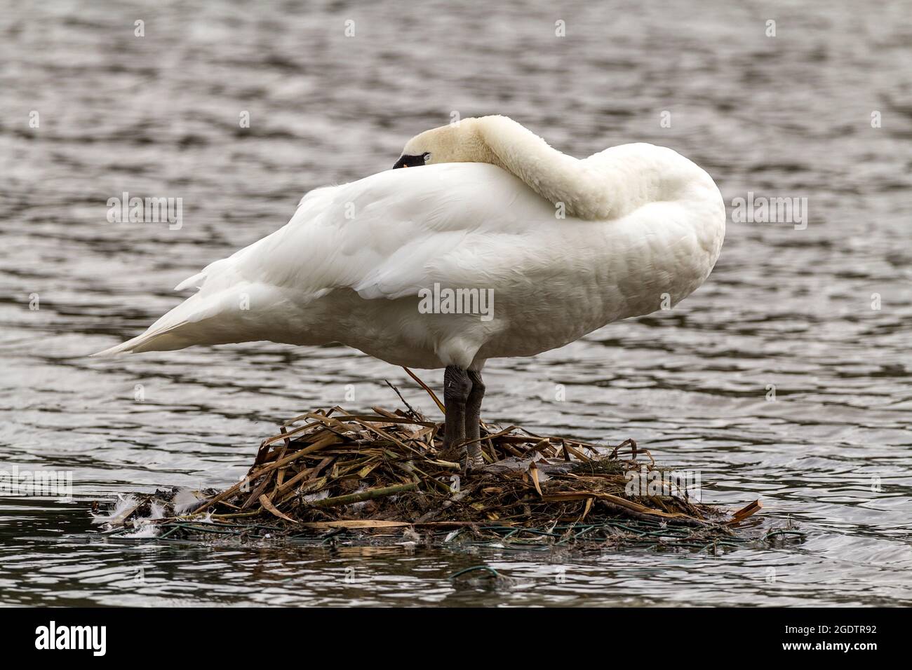Mute swan Cygnus olor large white water bird long neck black legs and