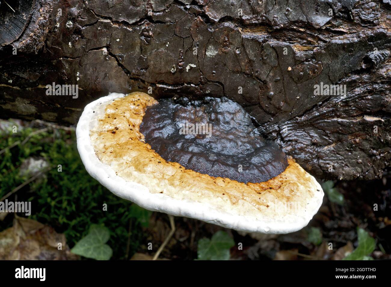 Heterobasidion annosum, known as Annosus root rot, growing on a spruce Stock Photo