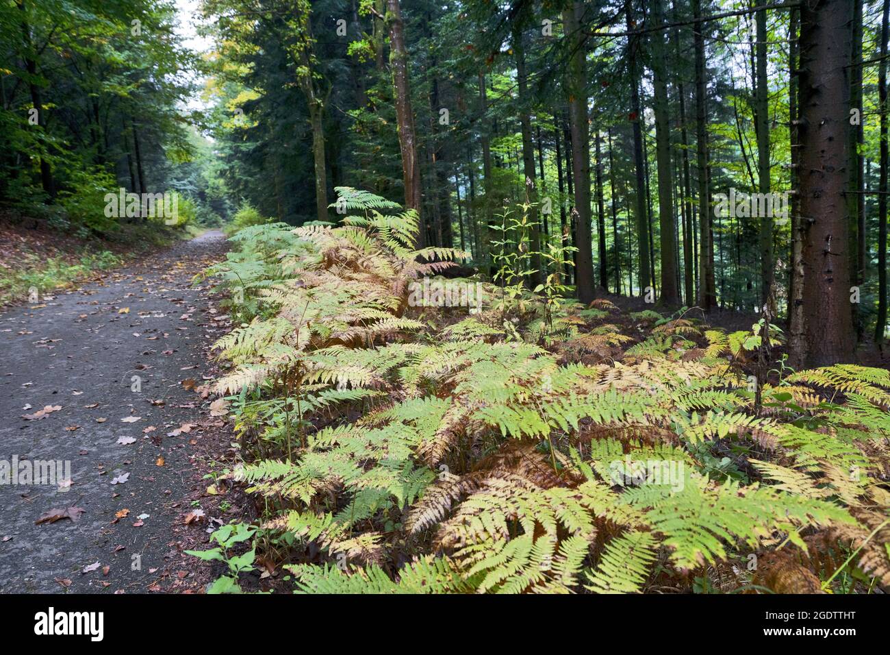 Ferns in summer forest background hi-res stock photography and images ...
